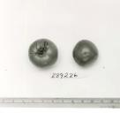 Click for 1 image(s) for this accession. FRUIT